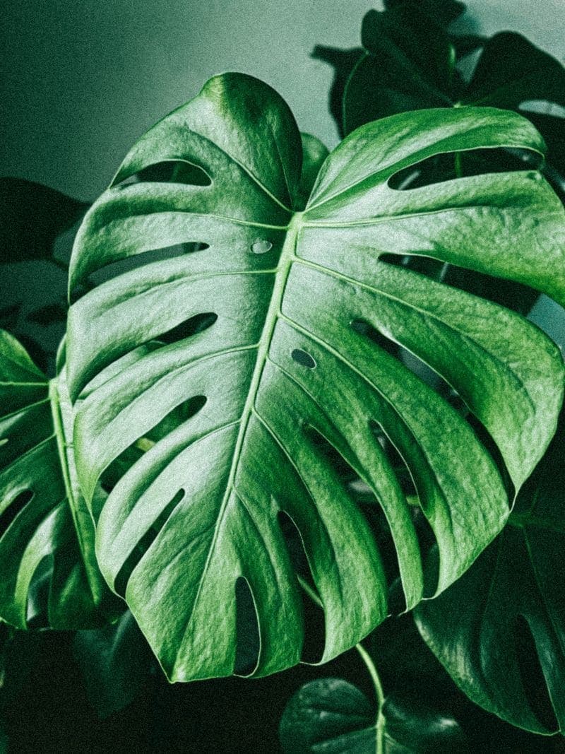 Close-up of a split monstera leaf.