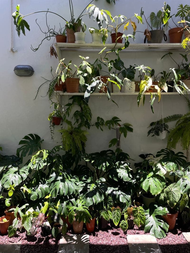 A wall of shelved houseplants trailing down over the pots below.