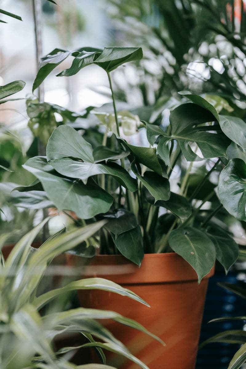 A monstera in a terracotta pot beside the window.
