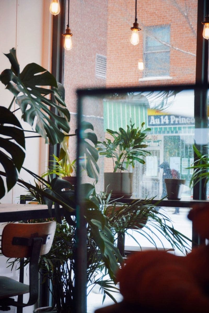The cafe window from the street, crowded with plants.