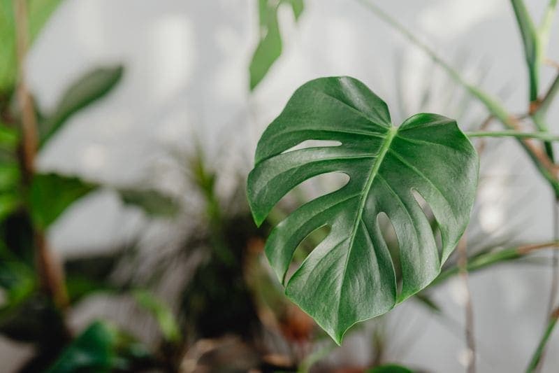 A single monstera leaf against a soft, out-of-focus background.