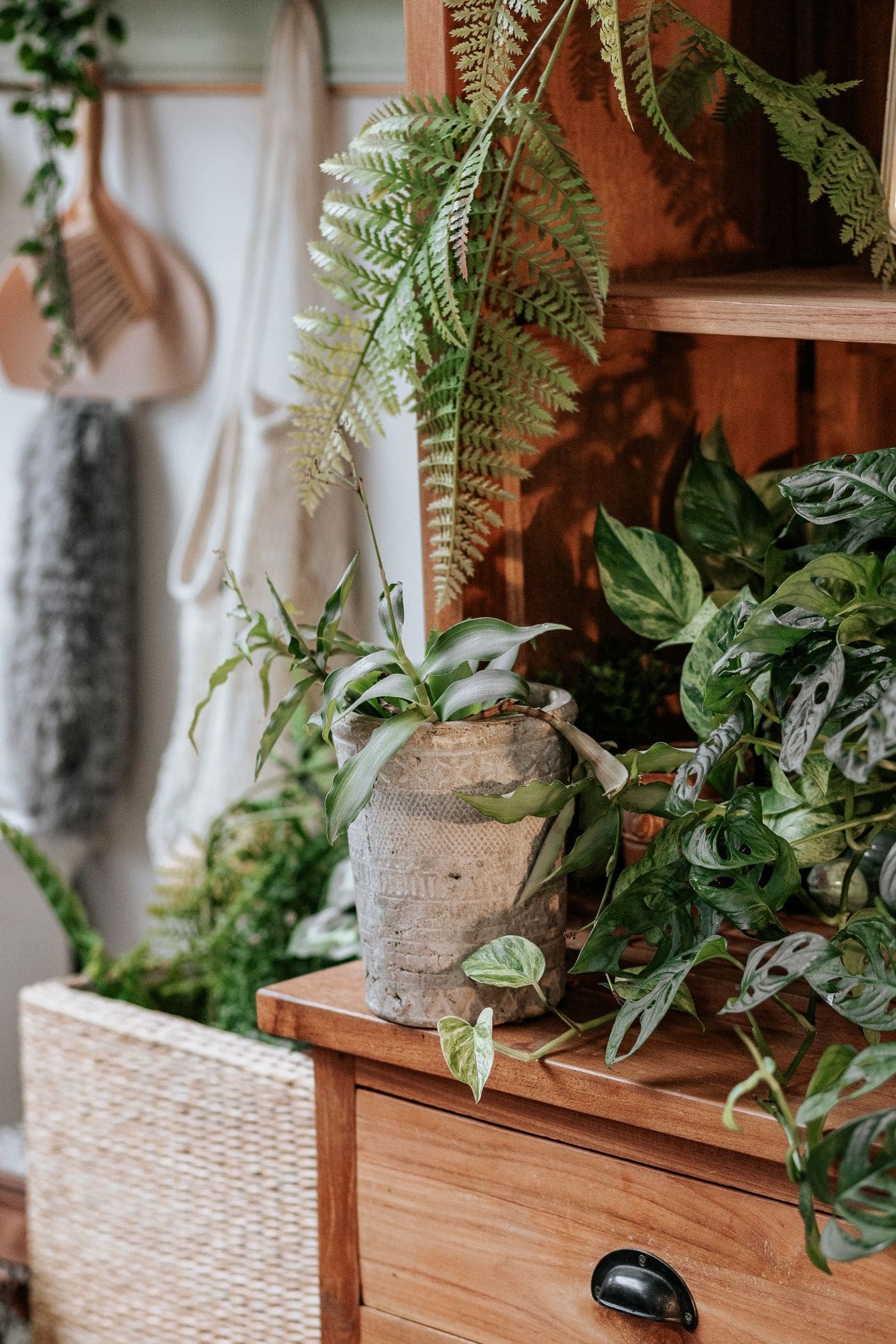A crowded plant shelf where ferns and trailing pothos spill out of stoneware and terracotta pots.